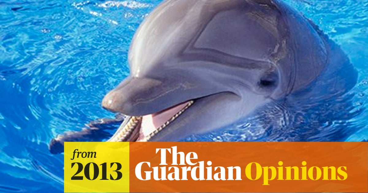 Swim With Dolphins Then Eat Them In A Cafe Give The Poor Creatures A Break Philip Hoare The Guardian