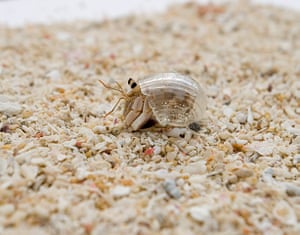 Hermit shells: Yadokarin