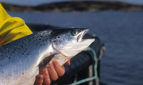 Organic farmed salmon in the waters off North Uist western isles, Scotland