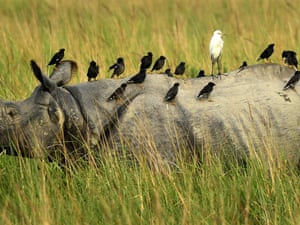 A group of common Myna birds and a Cattle Egret sit on a Rhinoceros inside the Kaziranga National Park, India. The National Park reopened for tourists today.