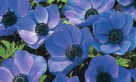 Plant of the week: Anemone 'Mr Fokker' | Gardens | The Guardian