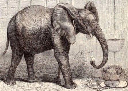 Jumbo the Elephant: the origins of 'the largest known animal in creation', Zoology