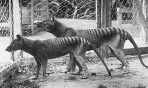 Tasmanian Tiger in captivity.