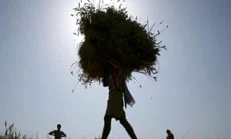 Farmer carries harvested wheat crop India