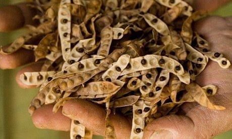 Bush food: wattleseed | Life and style | The Guardian
