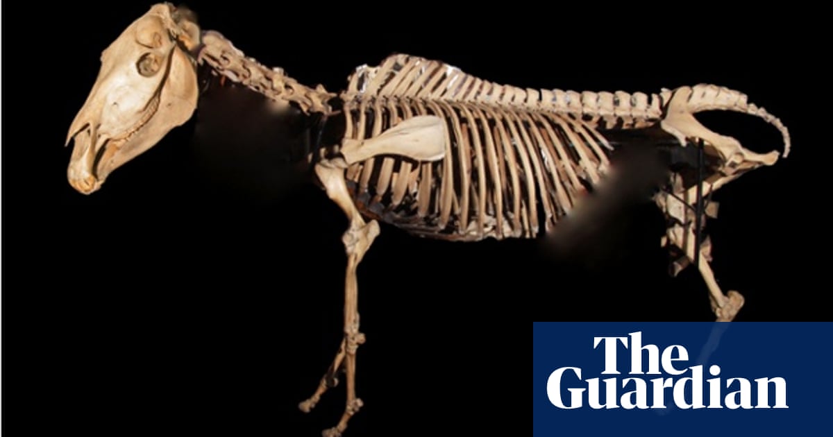 The mystery of the species-hopping, three-legged quagga | Science | The  Guardian