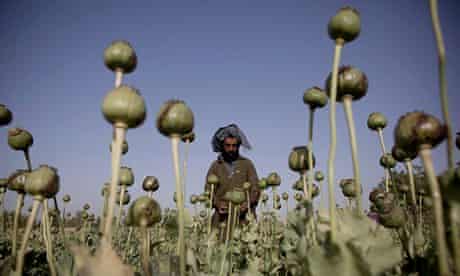An Afghan man cultivates poppy bulbs