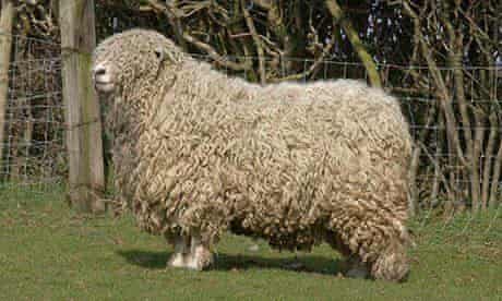 Devon and Cornwall Longwool sheep