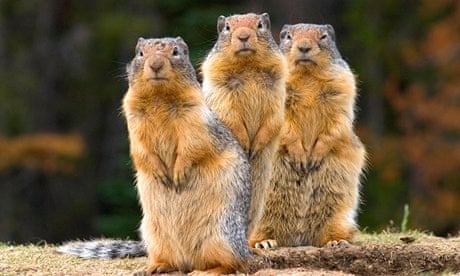 Three Columbia Ground Squirrels