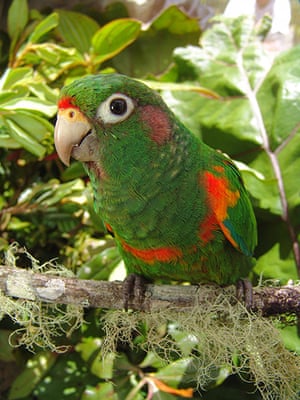 Nature reserves: The critically endangered Santa Marta parakeet