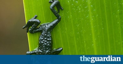 Roraima Black Frog 019