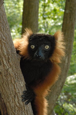 Nature reserves: Red ruffed lemur (Varecia rubra) 