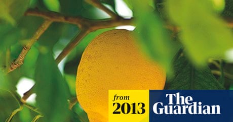 Can Lemon Tree Survive Cold Weather: Essential Tips to Protect It