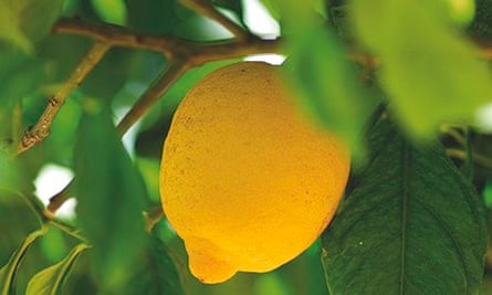 Alys Fowler: lemon trees