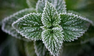 Frost bites at the leaves of a plant as winter approaches Sieversdorf in Germany.