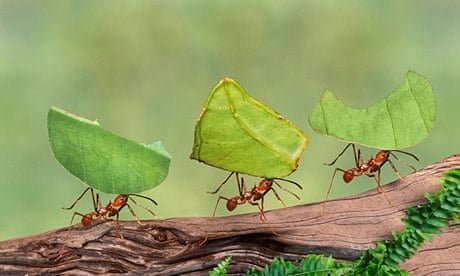 Παιδαγωγική Ομάδα