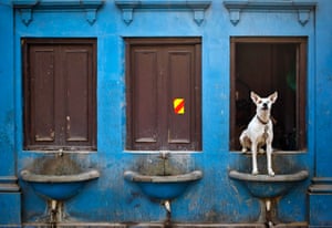 A dog sits over a drinking water basin along a road in the old quarters of Delhi, India.
