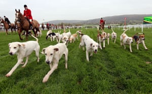 Hunting dogs take part in a parade during The Open Festival at Cheltenham Racecourse.