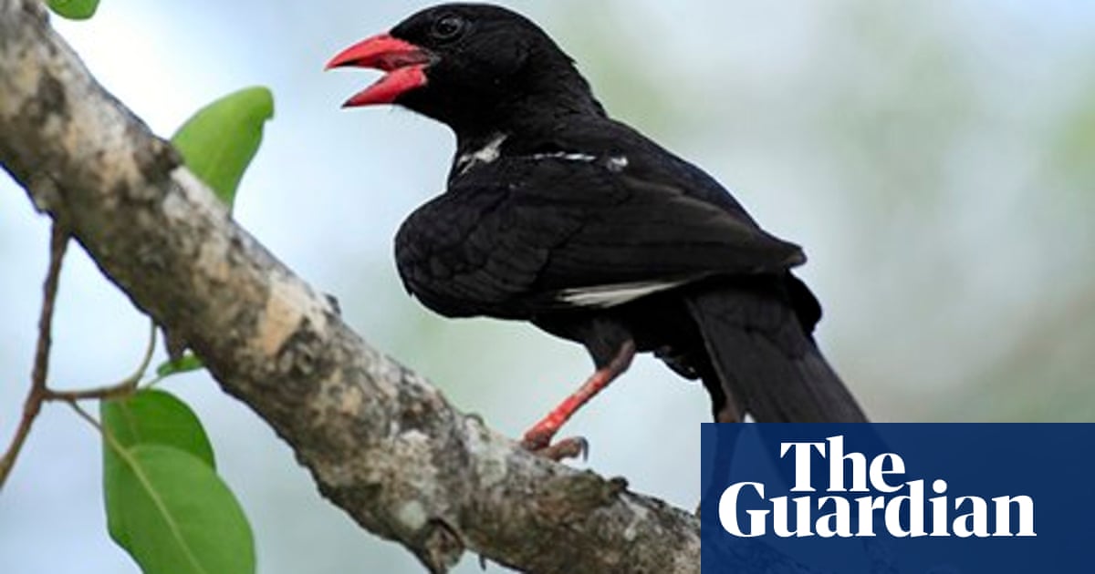 Bird Sense What It S Like To Be A Bird By Tim Birkhead Review Royal Society The Guardian Bird Sense What It S Like To Be A Bird By Tim Birkhead Review Royal Society The Guardian