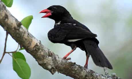 The red-billed buffalo weaver