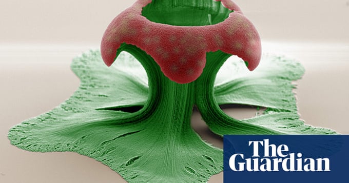 Small Is Beautiful Nanotechnology In Pictures Science The Guardian Small Is Beautiful Nanotechnology In Pictures Science The Guardian