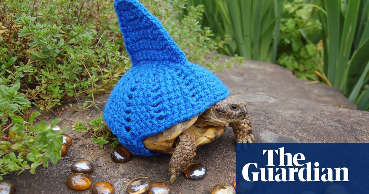 Как связать крючком сухопутную черепашку бесплатные схемы Woolly suits for tortoises - in pictures Life and style The Guardian