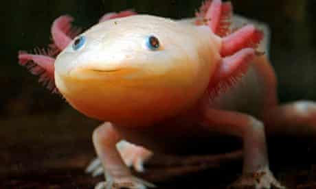 The axolotl … a 'disconcertingly human' salamander.