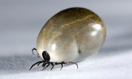 Ticky Images Specieswatch: Ixodes ricinus (tick) | Insects | The Guardian