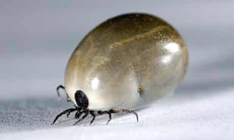 Lyme or Borreliosis Lyme or Borreliosis-Symptoms-Diagnosis-treatment | Homeopathic | Best Homeopathic Doctor in Pakistan | Dr Qaisar Ahmed MD, DHMS