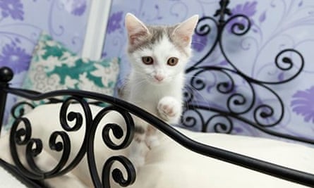 Cat Hotels Boutique Accommodation You Can Only Dream Of Hotels