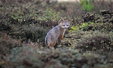 Island fox