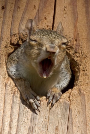 Rude awakening: a young squirrel yawns in Spokane, Washington.
