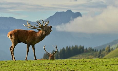 A rutting stag bellows in a wildlife park