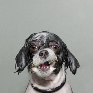 A top wet dog