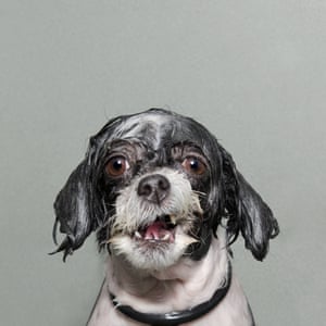 One of photographer Sophie Gammond's subjects from her project called 'Wet Dog'. See a gallery of her work here.