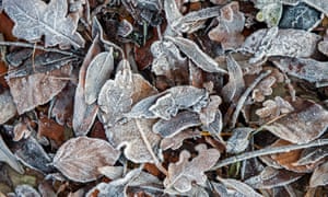 Leaves coated with ice in Hannover, Germany