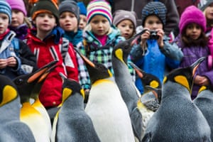 Children look at king penguins (Aptenodytes patagonicus) participating in an outdoor parade at the zoo in Zurich, Switzerland. The parade only takes place in winter when temperatures fall below 10° C.