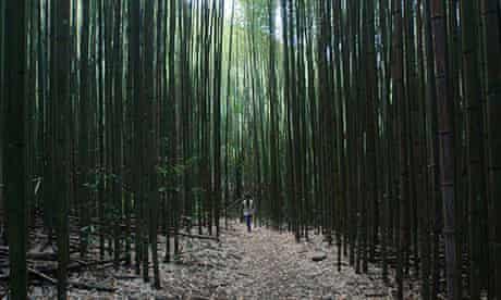 A Taiya aboriginal villager walks through a sustainable bamboo forest 