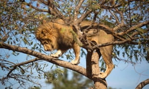 Call the fire brigade: Salam, 5, an African lion, stands on the branches of a tree at the Ramt Gan safari near Tel Aviv, Israel.