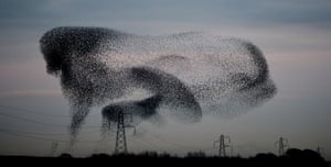 A murmuration of starlings above the  the small village of Rigg, near Gretna, in the Scottish Borders.