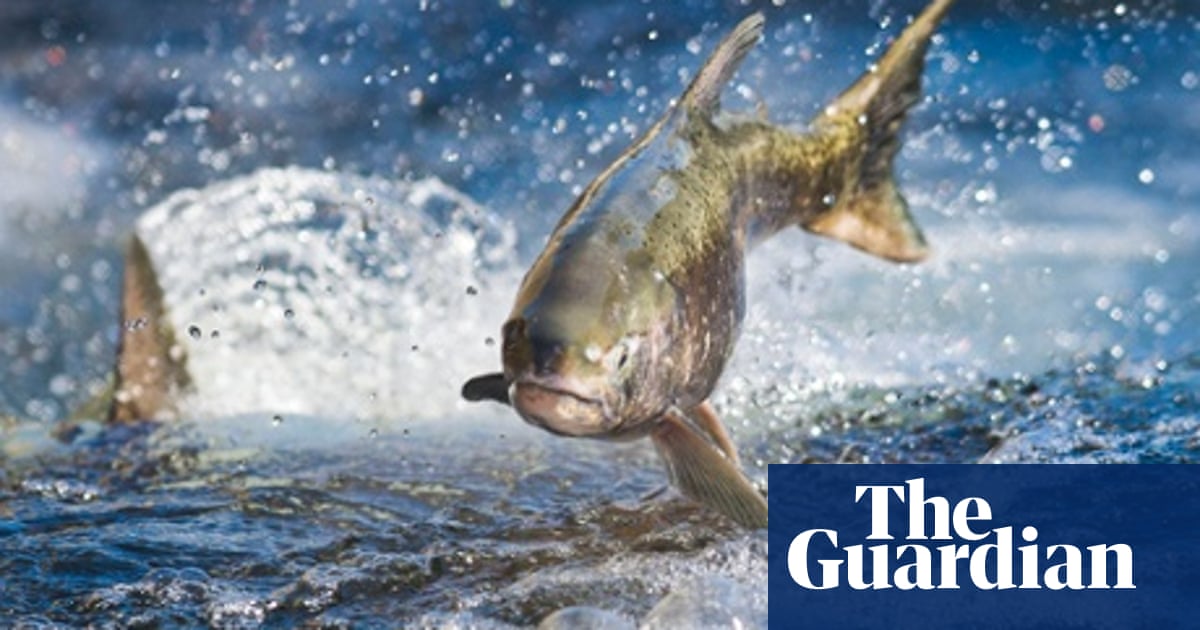 New Walmart Guidelines Put Alaskan Salmon Back On The Menu Guardian Sustainable Business The Guardian