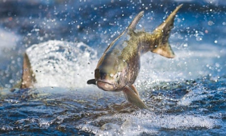 A salmon makes its way up a salmon ladder at a hatchery in California signalilng the start of the spawning season.