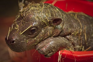A newborn pygmy hippo called Adana is seen in Edinburgh Zoo, Scotland. Zoo keepers have said the calf is a little shy but has started to venture into the indoor pool with mum Ellen.