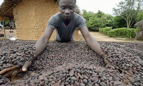 An agricultural worker prepares cocoa be