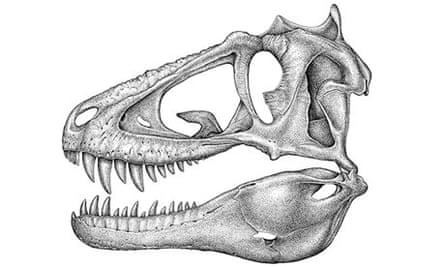 Illustration of the skull of Lythronax