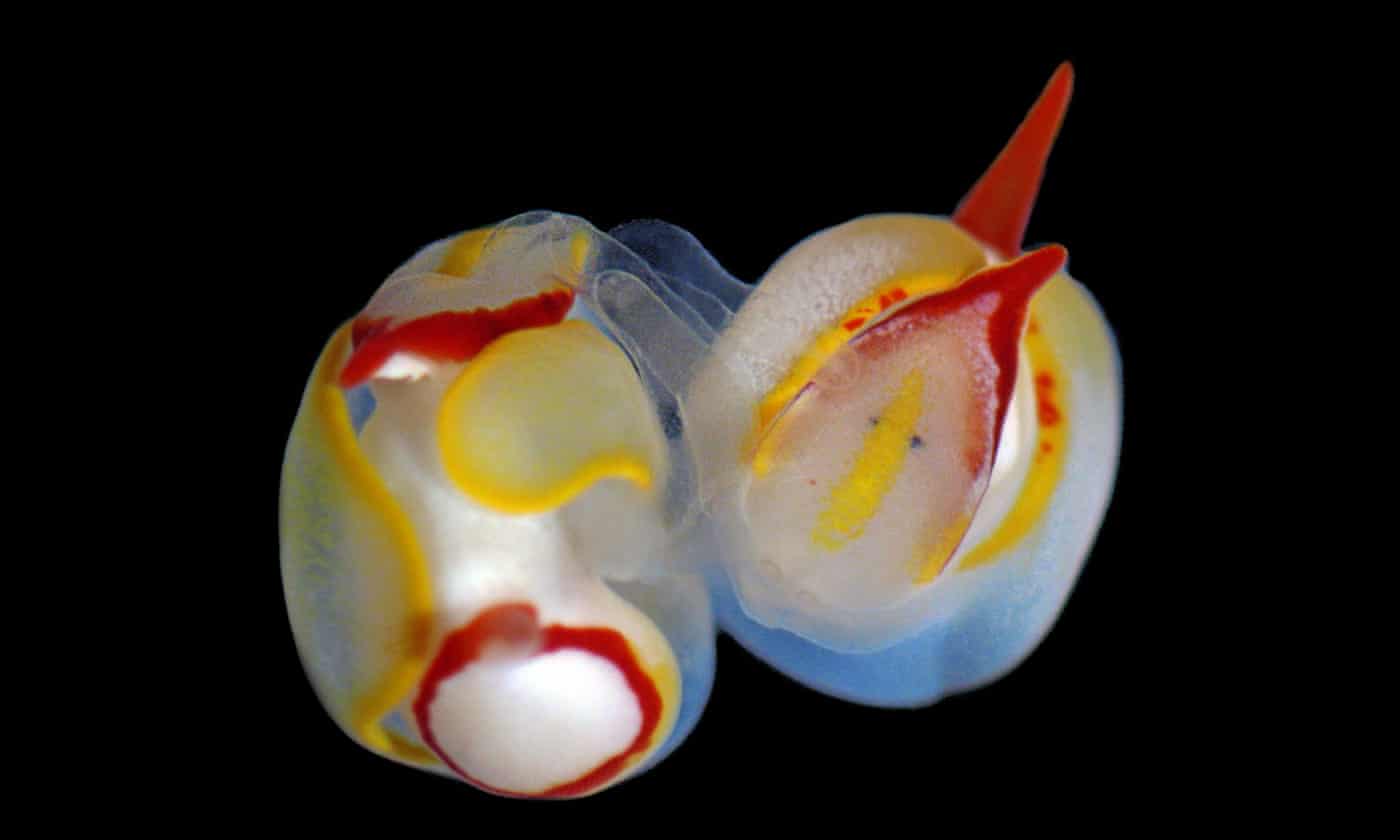 What are these sea slugs doing?