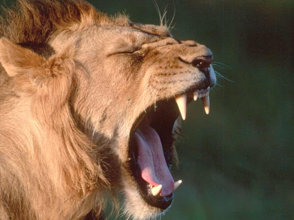 Can you catch a yawn off a wild animal?