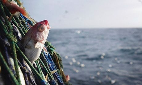 A haddock caught on board the Scottish trawler Carina, off the north coast of Scotland