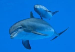 Tapeko (L) and her new born male dolphin calf are seen swimming together at the Brookfield Zoo in Chicago, Illinois. The calf, born eight weeks ago, is still unnamed.