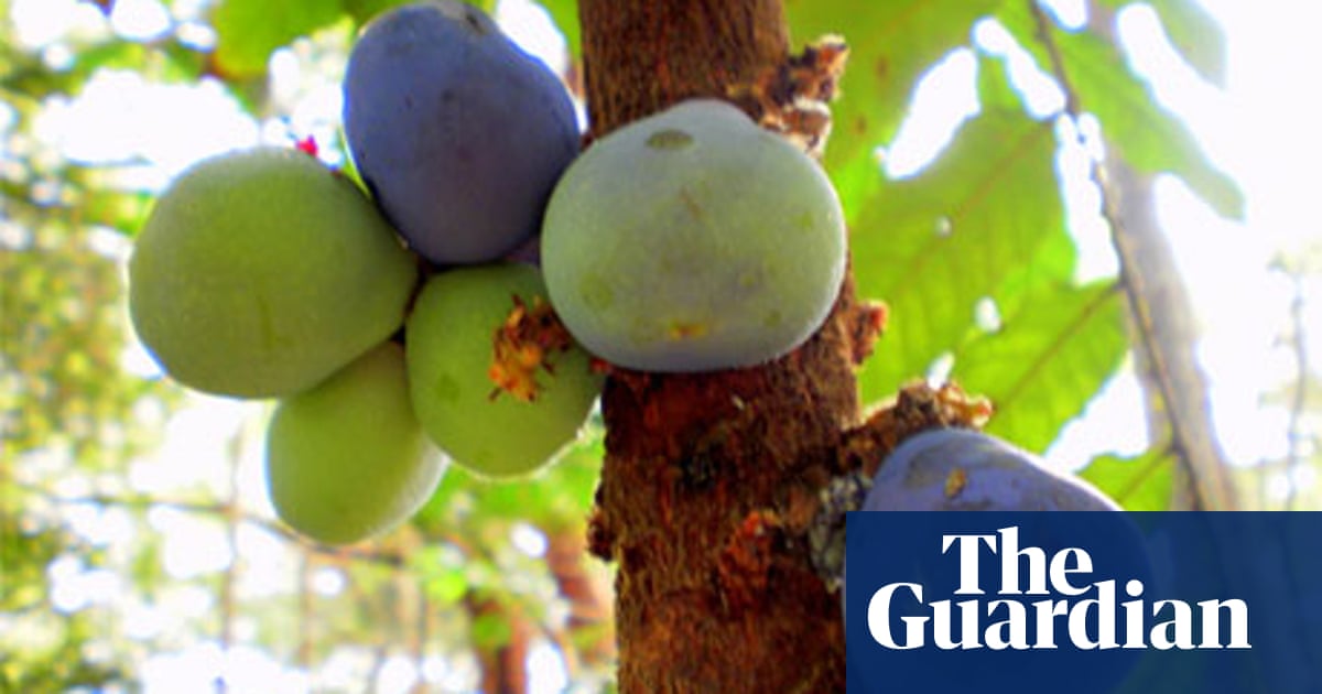 Bush Food Davidson Plums Life And Style The Guardian